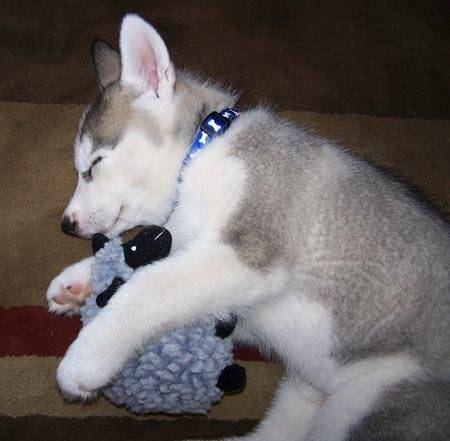 Emma - Husky Sibérien (1 mois)