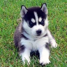 Jacke - Husky Sibérien Mâle