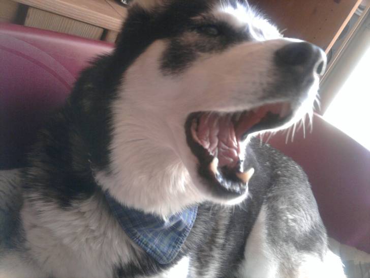 shiba - Husky Sibérien (15 ans)