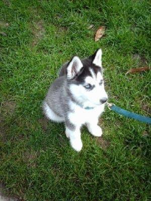 Skino - Husky Sibérien Mâle (6 ans)