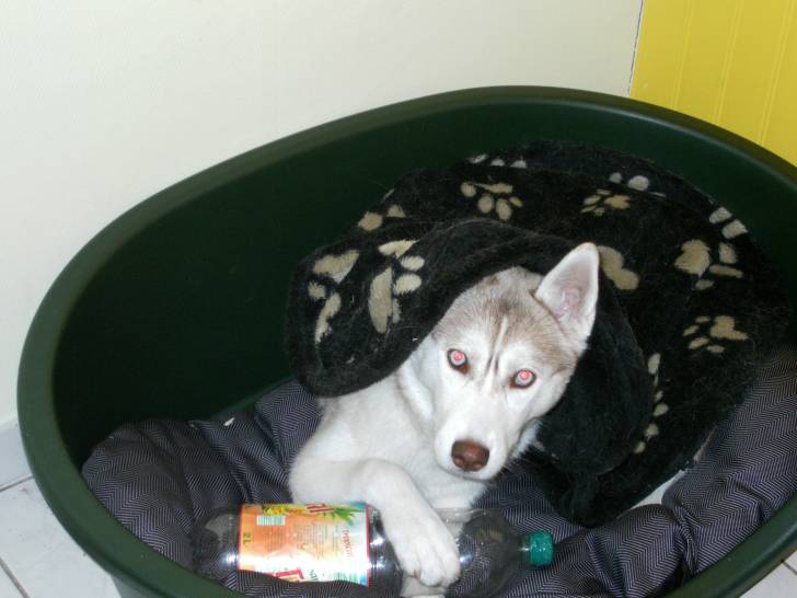 erka - Husky Sibérien (1 an)