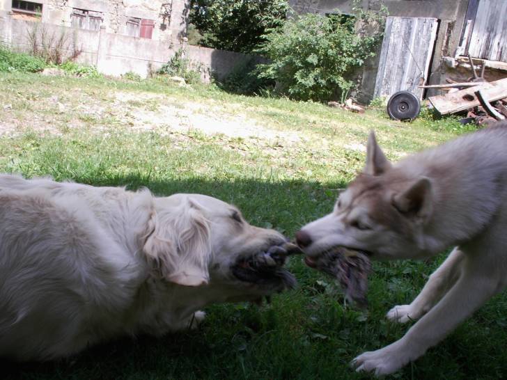 erka et bella sa copine - Husky Sibérien (1 an)