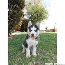 didi - Husky Sibérien (9 mois)