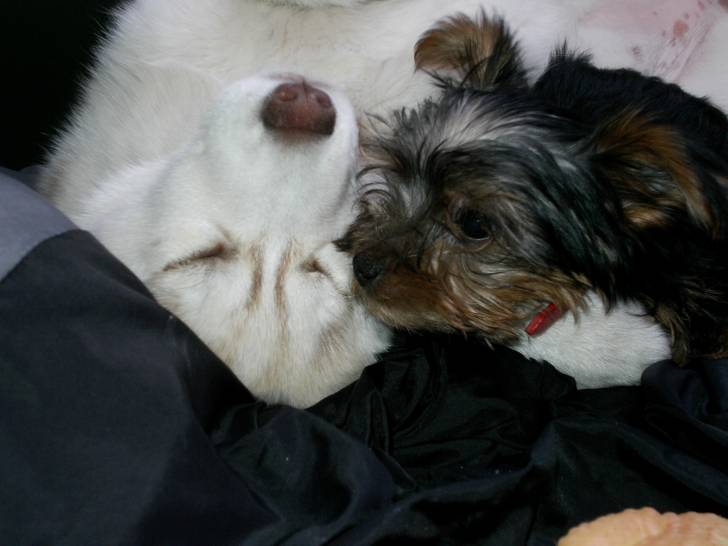 erka et son copain - Husky Sibérien (1 an)