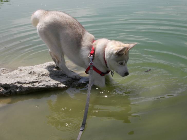 erka premier plongeon - Husky Sibérien