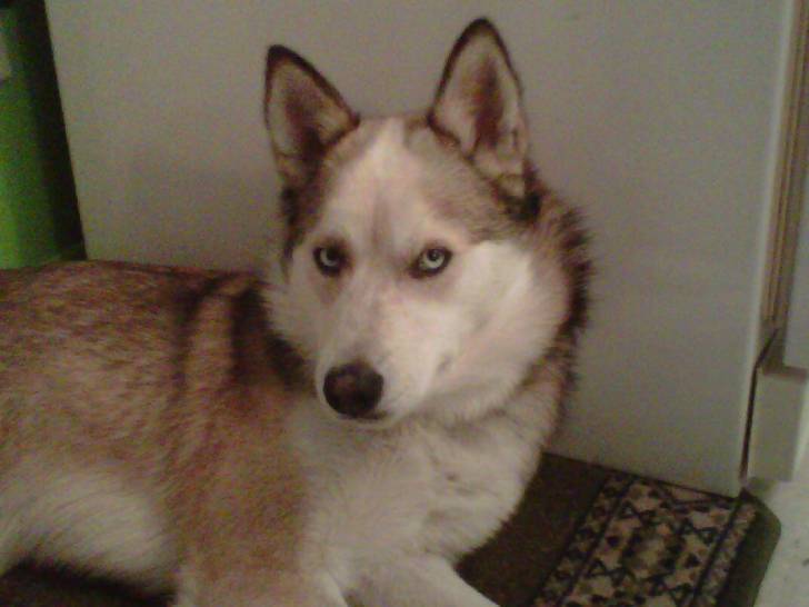 Maya - Husky Sibérien (3 ans)