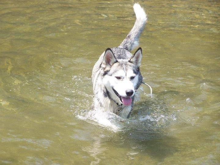 Daisy - Husky Sibérien Mâle (3 ans)