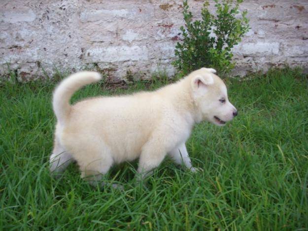 Blanqui - Husky Sibérien (6 mois)