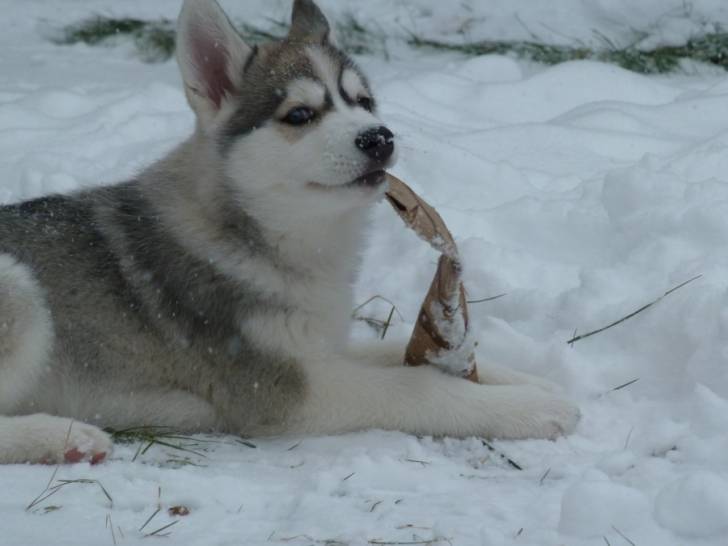 True North - Husky Sibérien (3 mois)