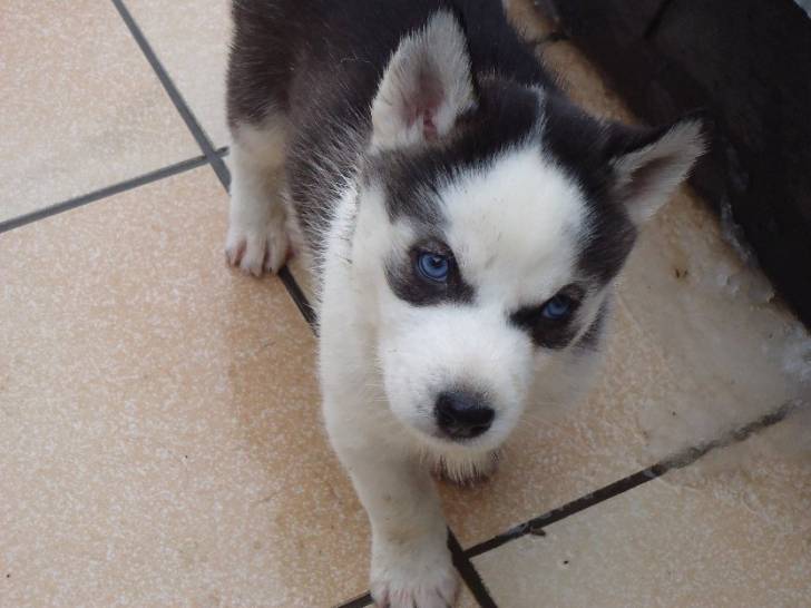 Caya - Husky Sibérien (6 mois)