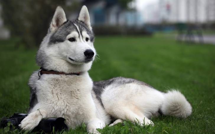 beauté grise - Husky Sibérien