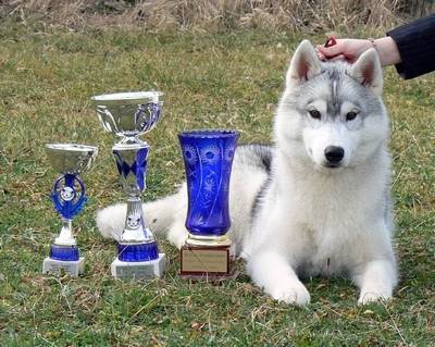 Jimyni - Husky Sibérien Mâle (2 ans)