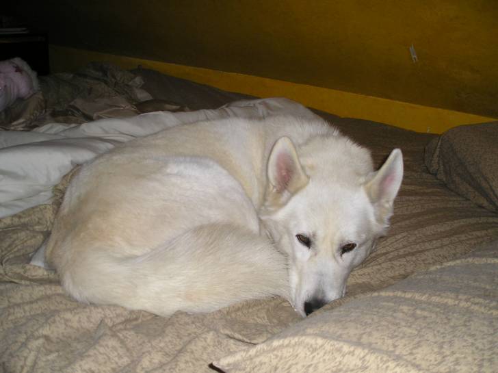 Nanook - Husky Sibérien Mâle (8 ans)