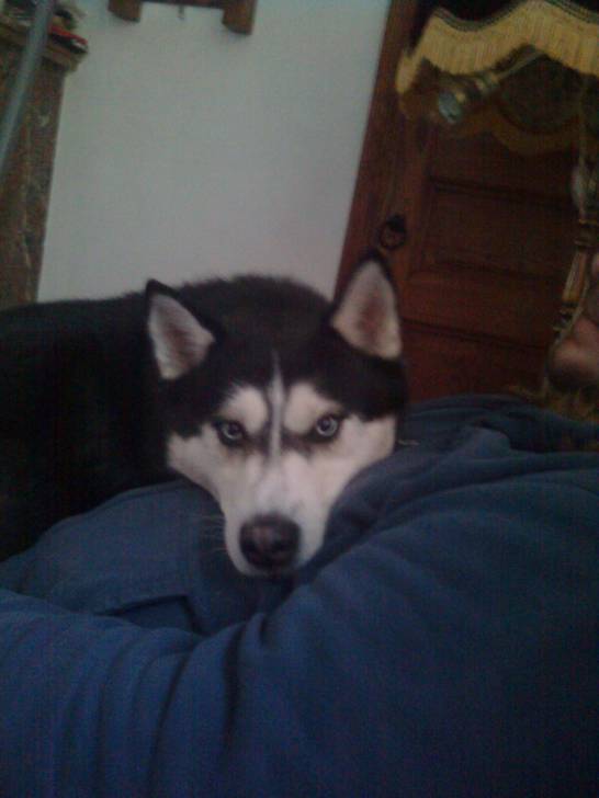Riku - Husky Sibérien Mâle (5 ans)