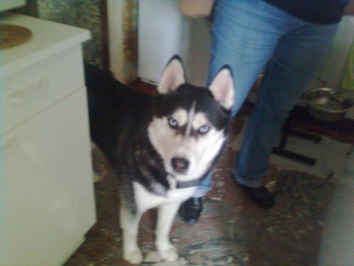 Riku - Husky Sibérien Mâle (5 ans)