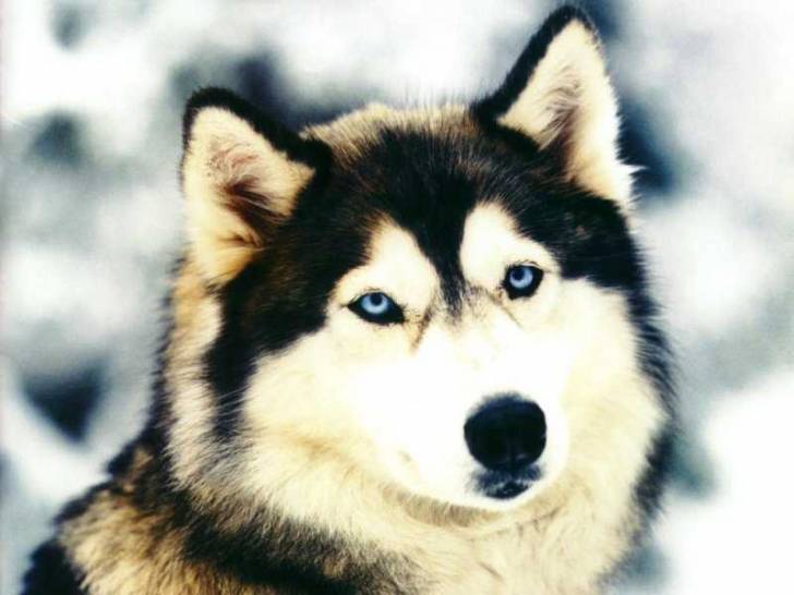 Torok - Husky Sibérien Mâle (2 ans)