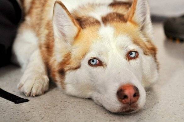 balto - Husky Sibérien Mâle (1 an)