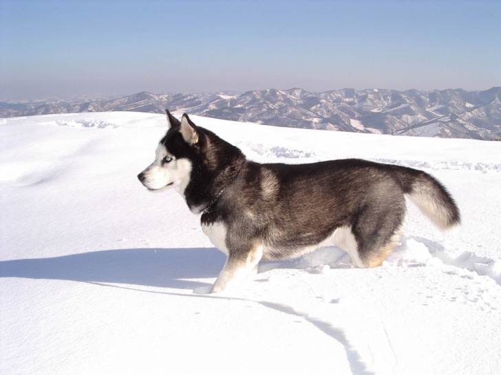max - Husky Sibérien (1 an)