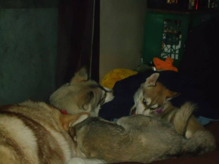 Mis perrros - Husky Sibérien