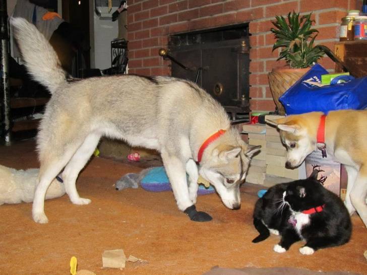 Mis perros y mi gato - Husky Sibérien