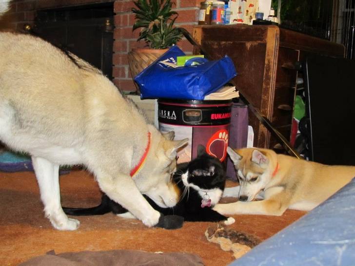 Mis perros y mi gato - Husky Sibérien