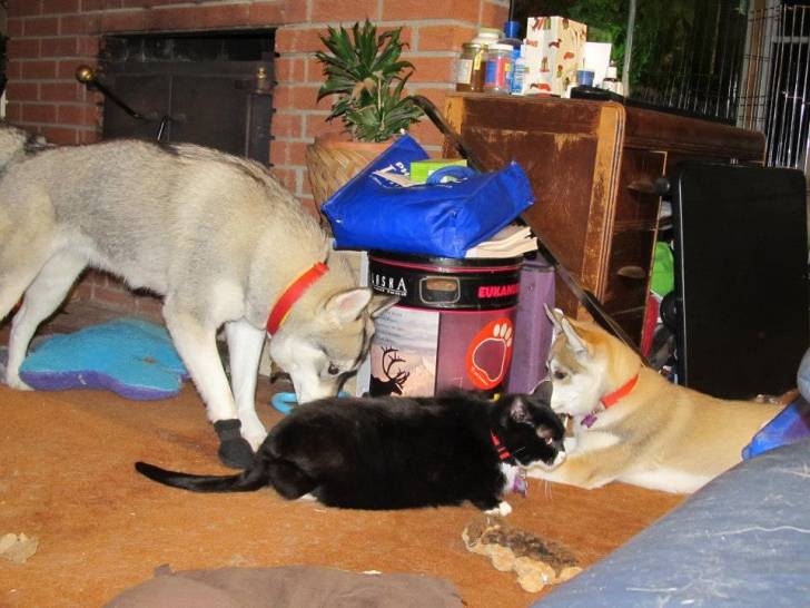 Mis perros y mi gato - Husky Sibérien
