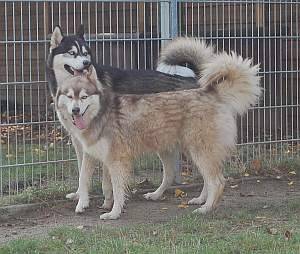 Inuk und Yadis - Husky Sibérien (6 ans)