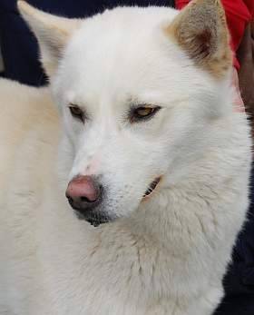 Rocky - Husky Sibérien Mâle (3 ans)