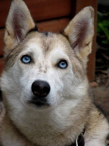 Manook the coyote x husky - Husky Sibérien Mâle (11 mois)