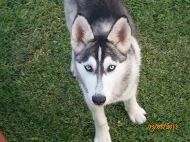 luigi - Husky Sibérien Mâle (6 mois)