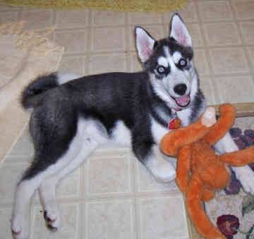 Nikita - Husky Sibérien (3 ans)