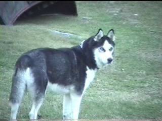 Sun - Husky Sibérien Mâle (10 mois)