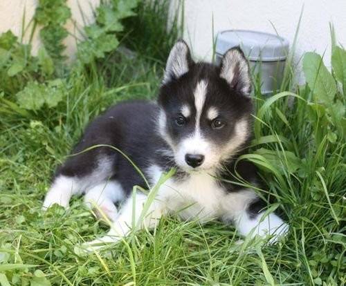 Tosca - Husky Sibérien (8 ans)