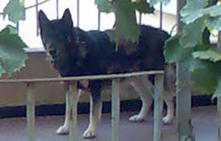 mn chien - Husky Sibérien Mâle (14 ans)