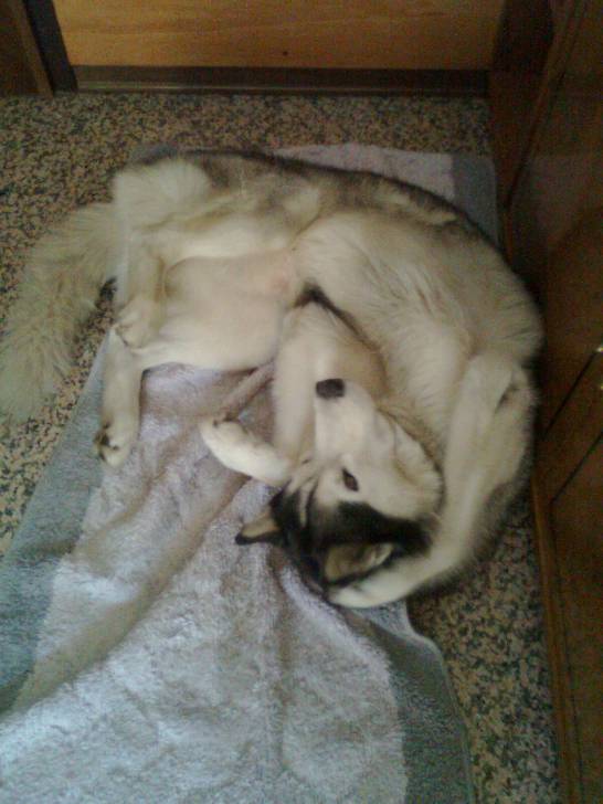 Bluck - Husky Sibérien Mâle (9 ans)