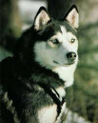 Le regard - Husky Sibérien Mâle (4 mois)