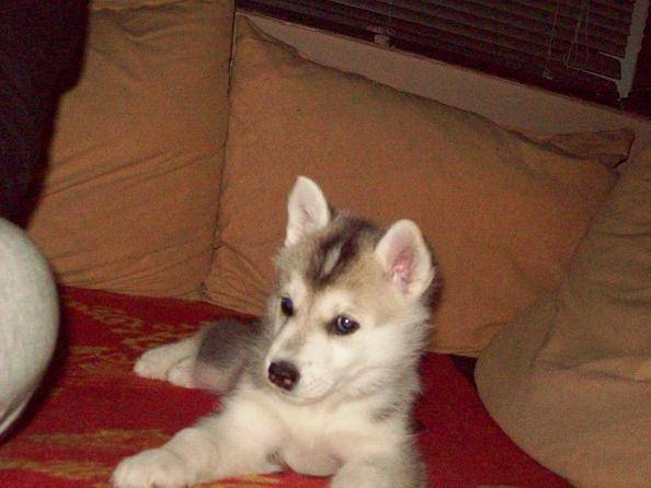 Madra - Husky Sibérien (4 ans)