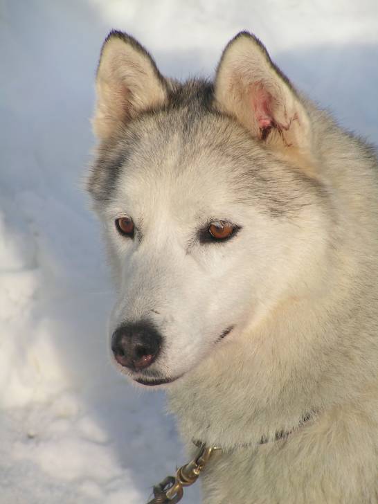 O'Nanoock - Husky Sibérien (10 ans)