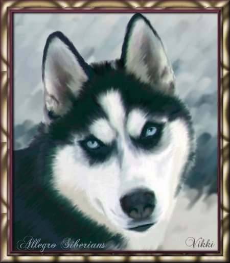 maya - Husky Sibérien (7 ans)