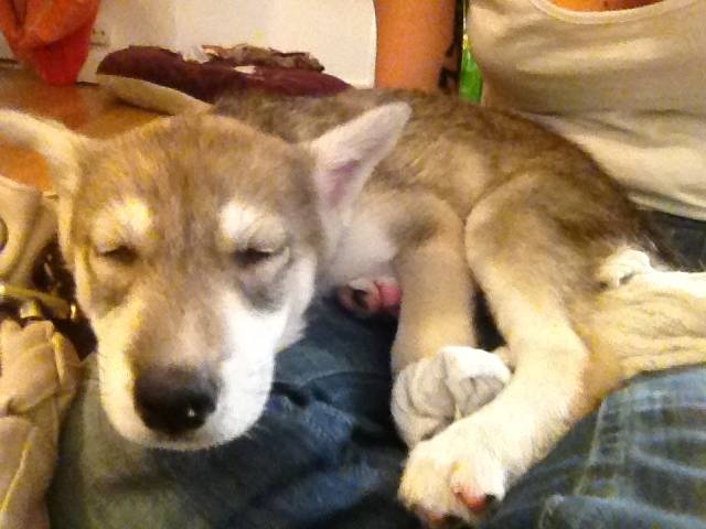 Azka - Husky Sibérien (2 mois)