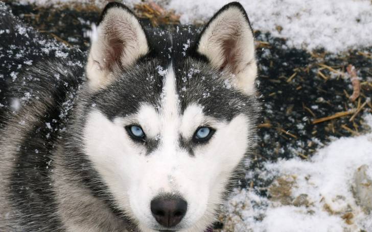 Husky siberiano - Husky Sibérien Mâle (1 an)