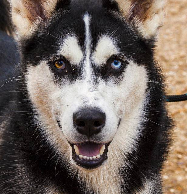 snowy - Husky Sibérien (10 mois)
