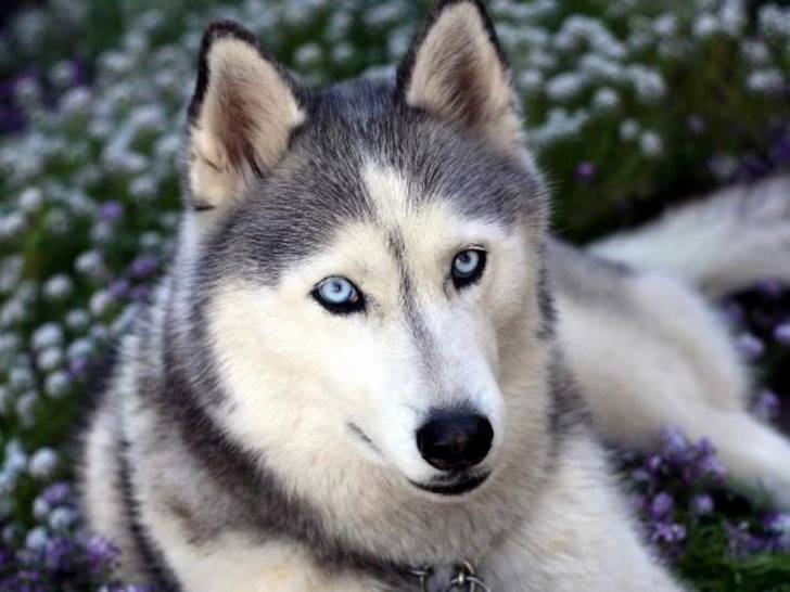 Husky - Husky Sibérien Mâle (2 mois)