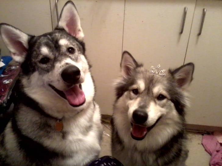 Damain & Jasmine - Husky Sibérien Mâle (3 ans)