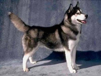Croc Blanc - Husky Sibérien Mâle (2 ans)
