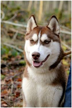 Kenza - Husky Sibérien (3 ans)
