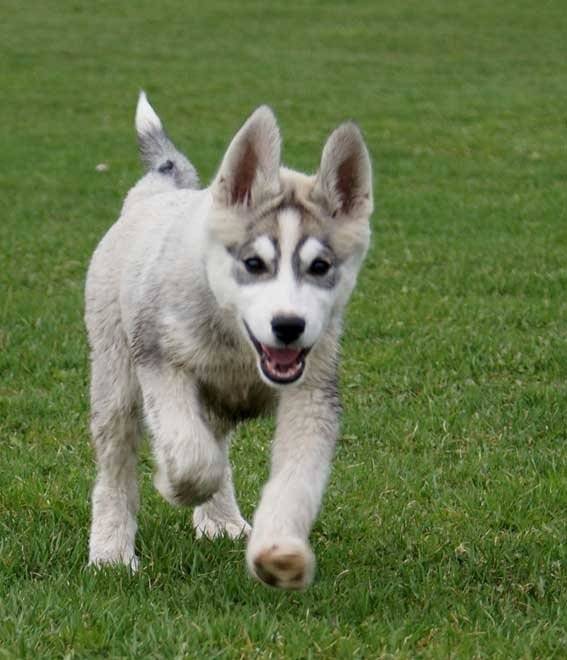 Sucette - Husky Sibérien (4 mois)