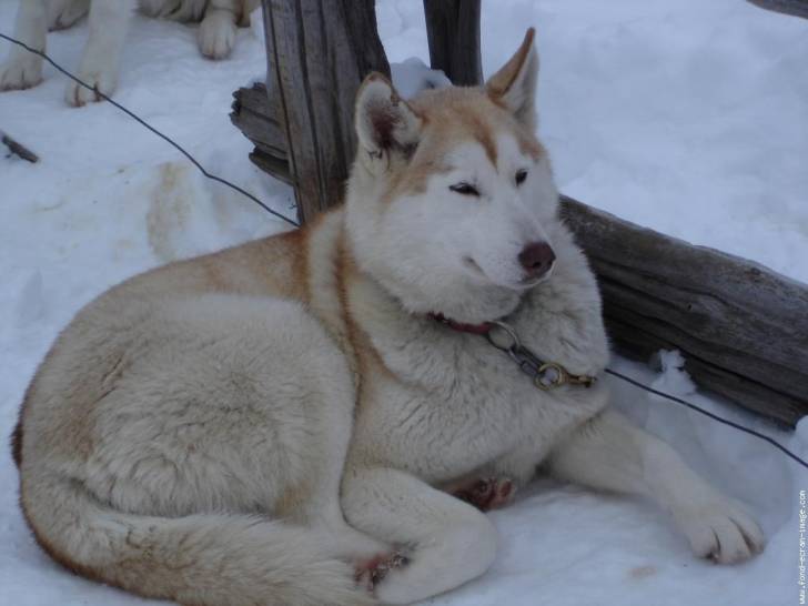 Terja - Husky Sibérien (2 ans)