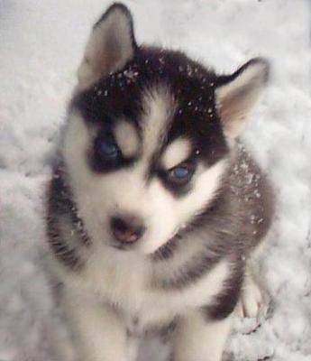 pepper - Husky Sibérien Mâle (5 mois)
