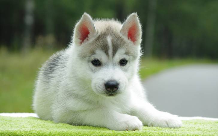 kiara - Husky Sibérien (3 ans)